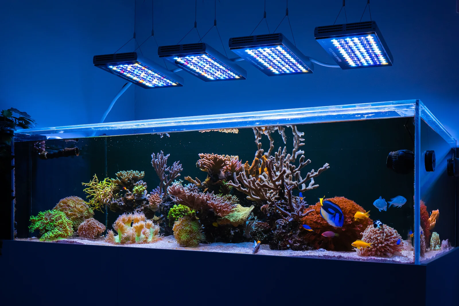 Aquatic Opulence: The Rise of the Bespoke Reef Aquarium
